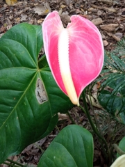 Anthurium andraeanum