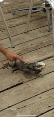 Iguana iguana