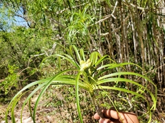 Pandanus oligocarpus image