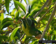 Brotogeris jugularis