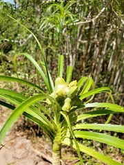 Image of Pandanus oligocarpus