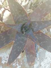 Aloe