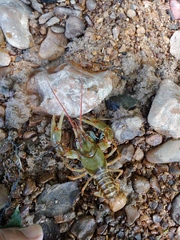 Barbicambarus simmonsi