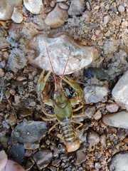 Barbicambarus simmonsi