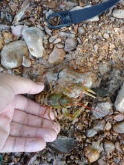 Barbicambarus simmonsi