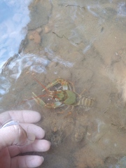 Barbicambarus simmonsi