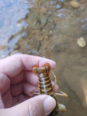 Barbicambarus simmonsi