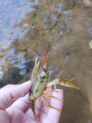 Barbicambarus simmonsi