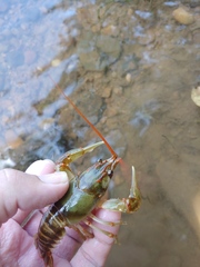 Barbicambarus simmonsi