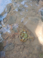 Barbicambarus simmonsi