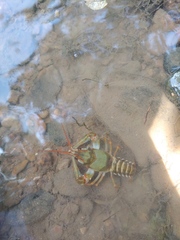 Barbicambarus simmonsi