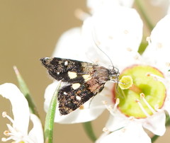 Petalanthes hexastera