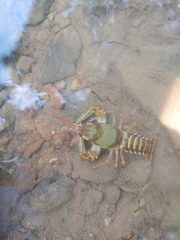 Barbicambarus simmonsi