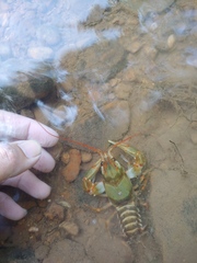 Barbicambarus simmonsi