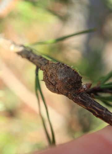 Pine Gall Weevil