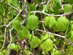 Peponidium