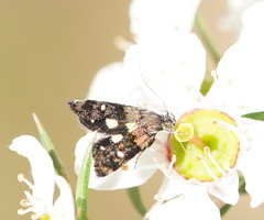 Petalanthes hexastera