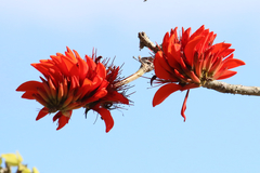 Erythrina variegata