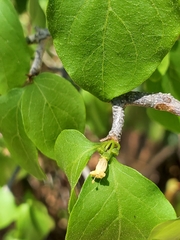 Peponidium