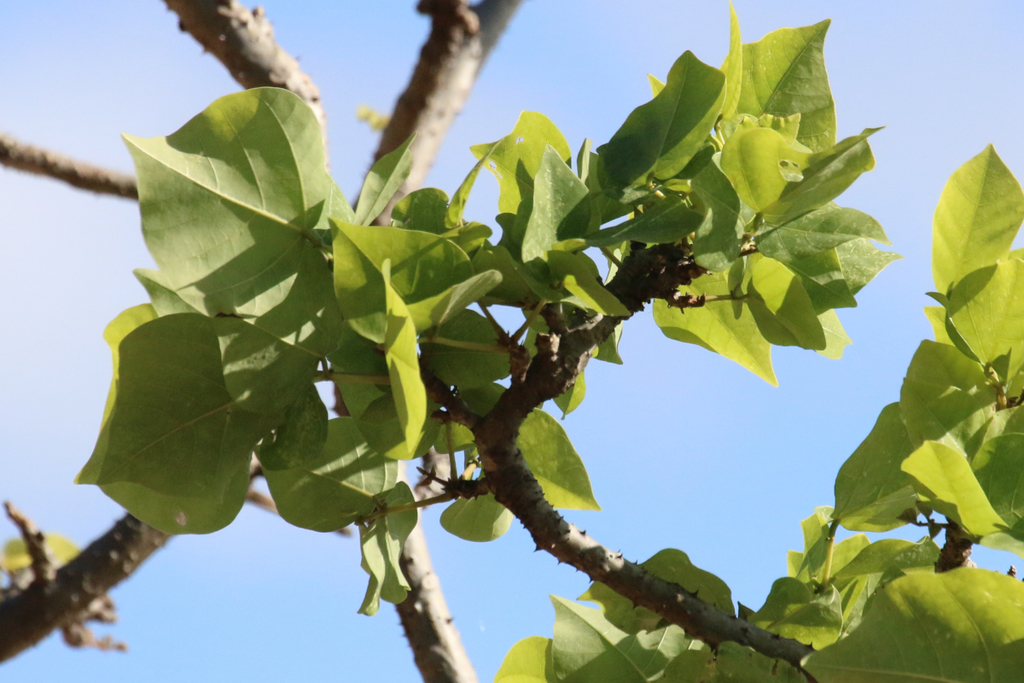 Indian coral tree (Erythrina variegata) - Botanical Realm
