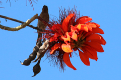 Erythrina variegata