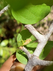 Peponidium