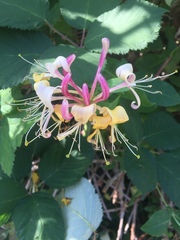 Lonicera caprifolium