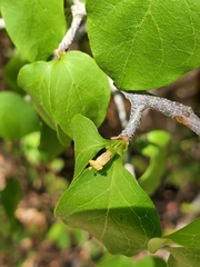 Peponidium