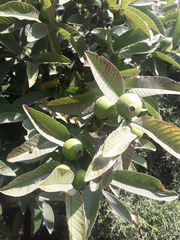 Psidium guajava
