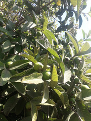 Psidium guajava