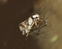 Coesyra hemiphragma