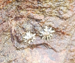 Lottia pediculus