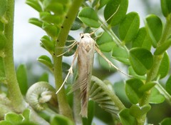 Stathmopoda horticola