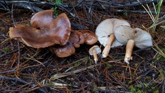 Tricholoma albobrunneum