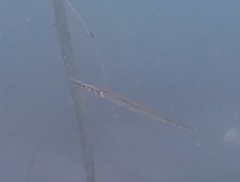 Aulorhynchus flavidus