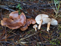 Tricholoma albobrunneum