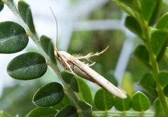 Stathmopoda horticola