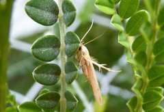 Stathmopoda horticola