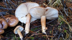 Tricholoma albobrunneum