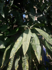 Prunus persica