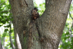 Sciurus vulgaris orientis