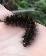 Paracles phaeocera