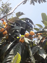 Eriobotrya japonica