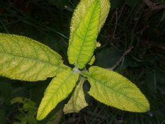 Buddleja salviifolia