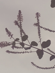 Aloysia macrostachya