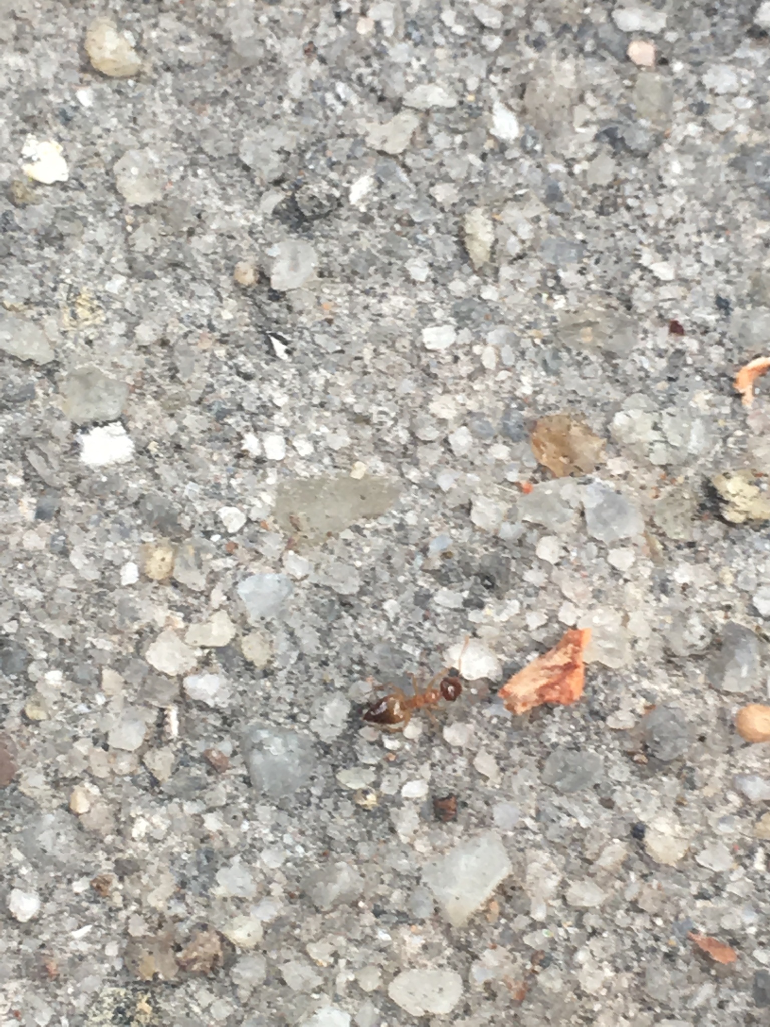 Crematogaster missouriensis
