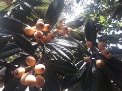Eriobotrya japonica