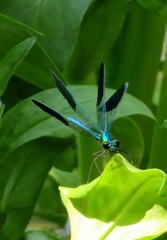 Calopteryx syriaca