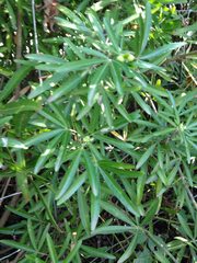 Choisya ×dewitteana