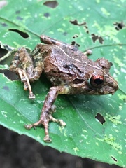 Craugastor fitzingeri